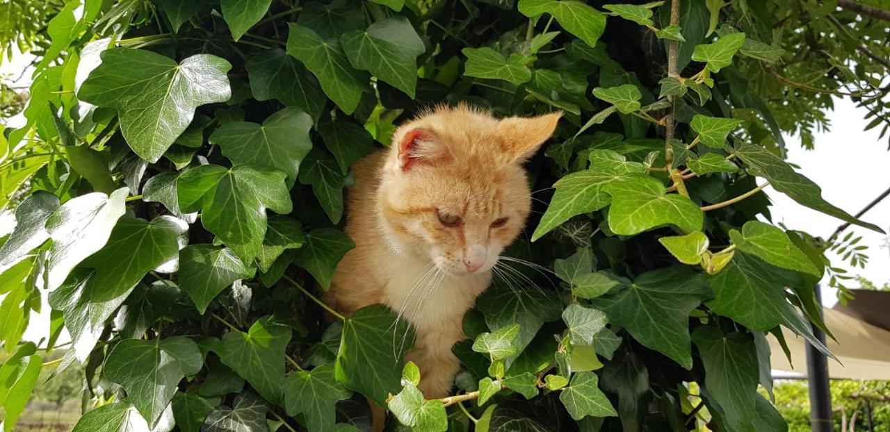 Willa Etna, Salvia E Rosmarino Maletto Zewnętrze zdjęcie
