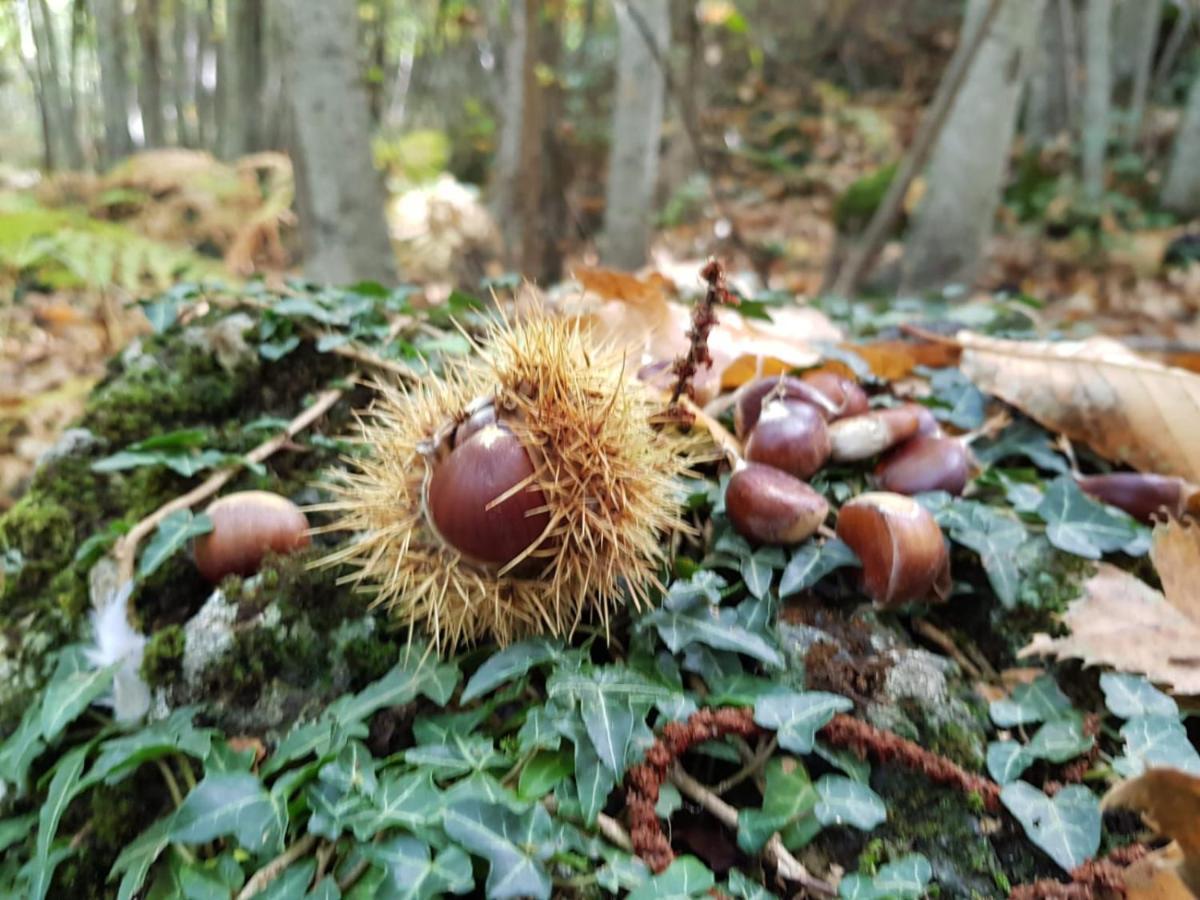 Willa Etna, Salvia E Rosmarino Maletto Zewnętrze zdjęcie