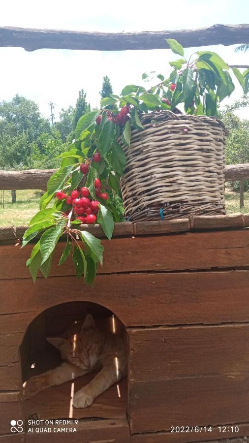 Willa Etna, Salvia E Rosmarino Maletto Zewnętrze zdjęcie